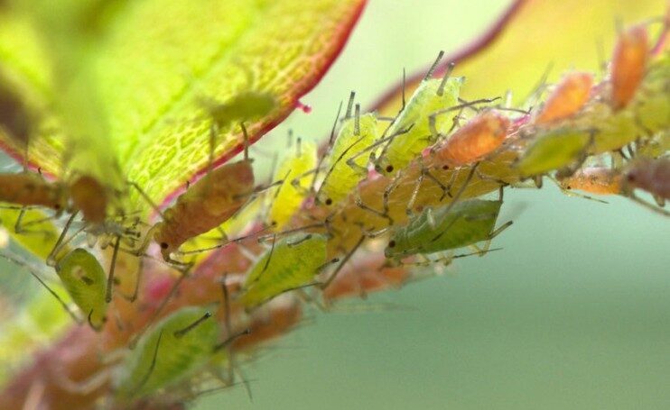 Levéltetű ellen házilag. Mit tegyünk a levéltetű ellen házilag? Bemutatjuk azokat házi és természetes permetszereket, amelyek segítenek a levéltetvek elleni védekezésben: Növénytársítás, természetes és vegyszermentes permetszerek, szódabikarbóna, csalán és egyéb főzetek.