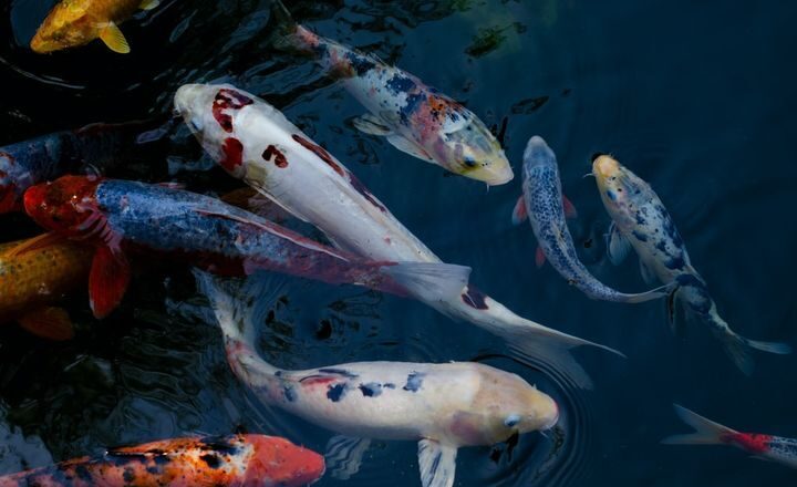 Halak a tóban - Teleptés, fajták