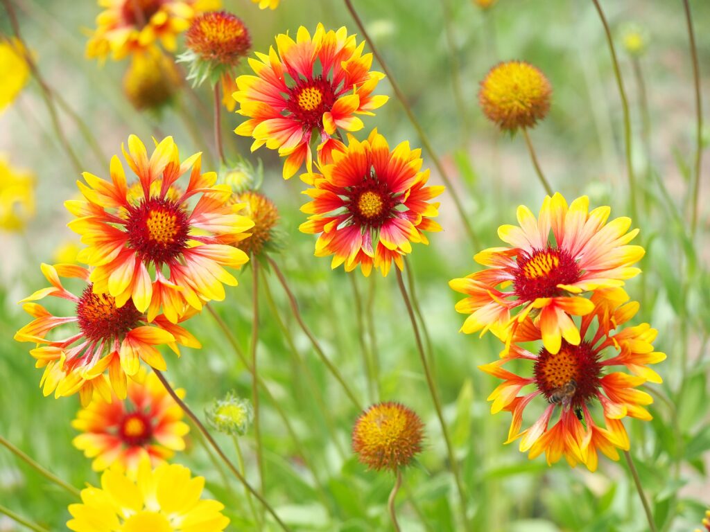 Tűző napot kedvelő virágok: Gaillardia napra ültetése és gondozása