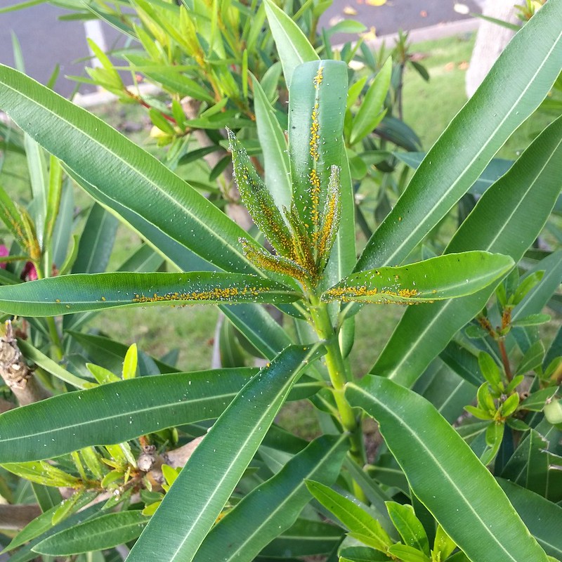 Oleander aphids (Aphis nerii) on oleander (Nerium oleander) Photograph by Riten Gosai