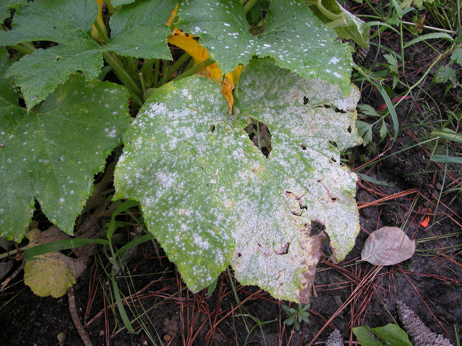 Lisztharmat, https://commons.wikimedia.org/wiki/File:Powdery_mildew.JPG