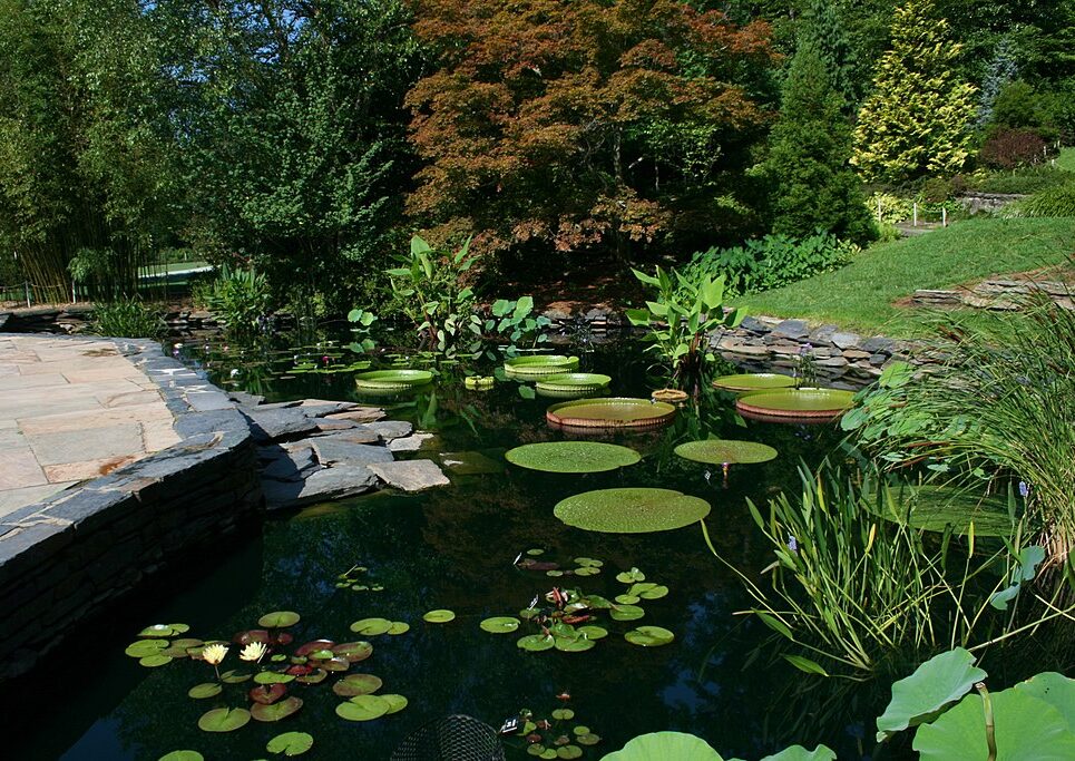 Kerti tó ötletek, Ildar Sagdejev (Specious), CC BY-SA 4.0 , via Wikimedia Commons