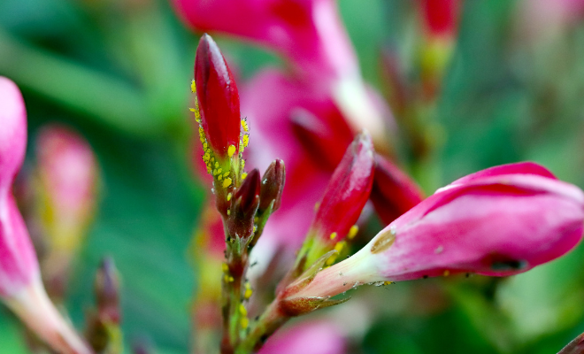 Leander levéltetvek ellen