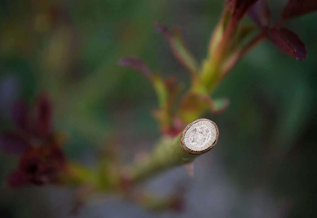 Rózsa virágzás utáni metszése. Ivan Radic - Close-up of the spot were rose plant was cut during pruning