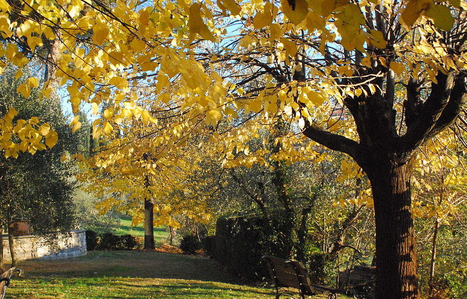 Őszi lemosó permetezés ideje, bio lemosó permetszerek házilag. European University Institute from Italy, CC BY-SA 2.0 , via Wikimedia Commons
