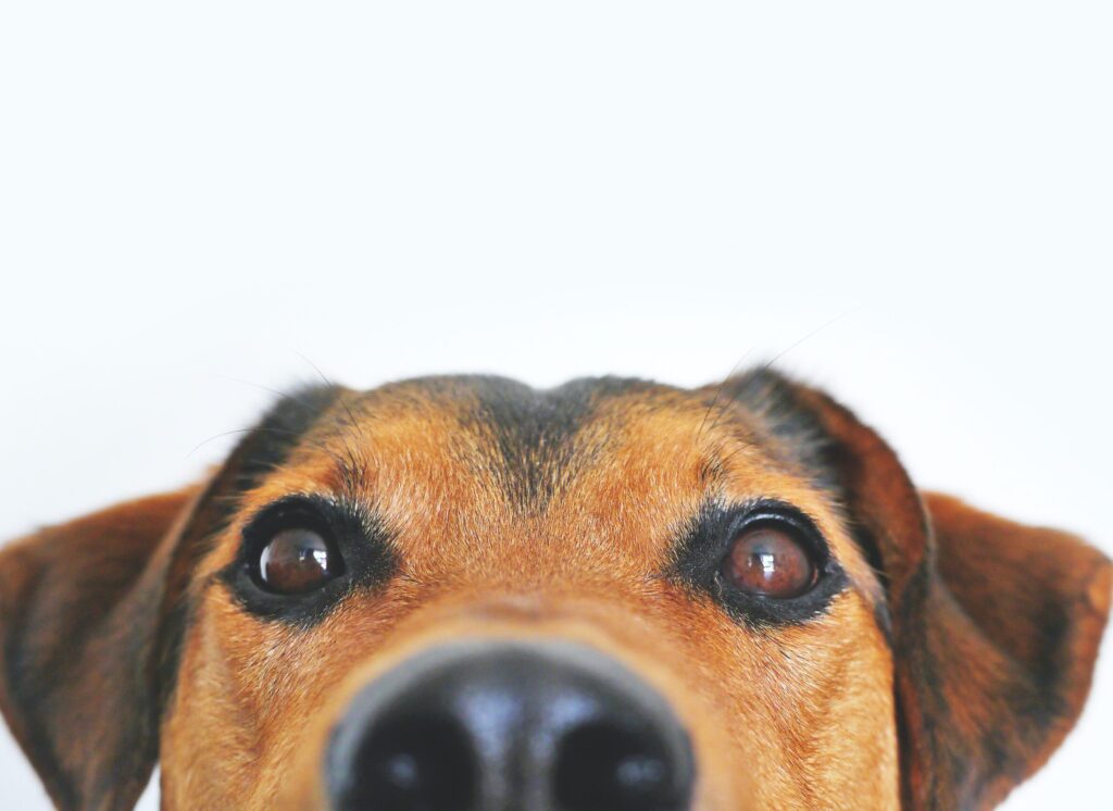 Prebiotikum vagy probiotikum kutyáknak: Mikor melyik hasznos? pexels-lumn-406014