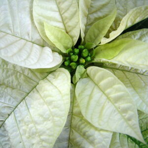 Mikulásvirág gondozása, nevelése. Image by Liz West