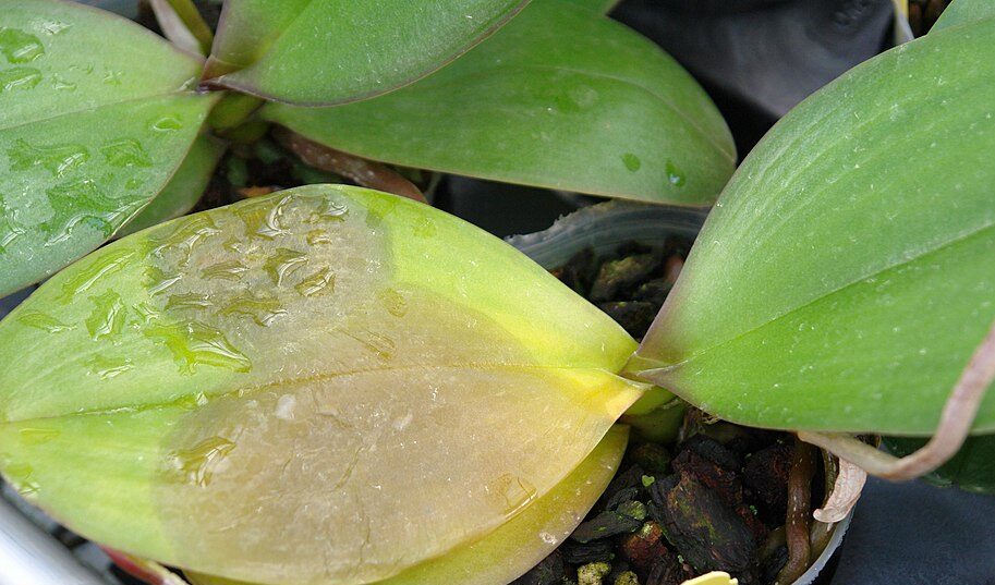 Miért sárgul az orchidea levele? Scot Nelson, CC0, via Wikimedia Commons