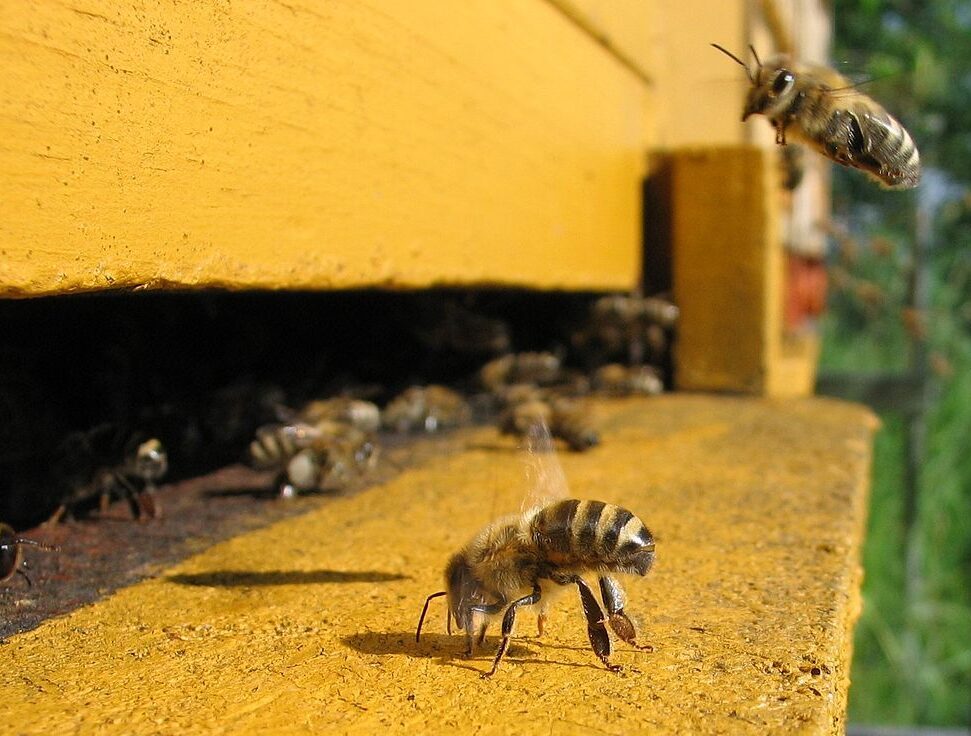 Björn Appel. Edit by Waugsberg (cropped), CC BY-SA 3.0 , via Wikimedia Commons