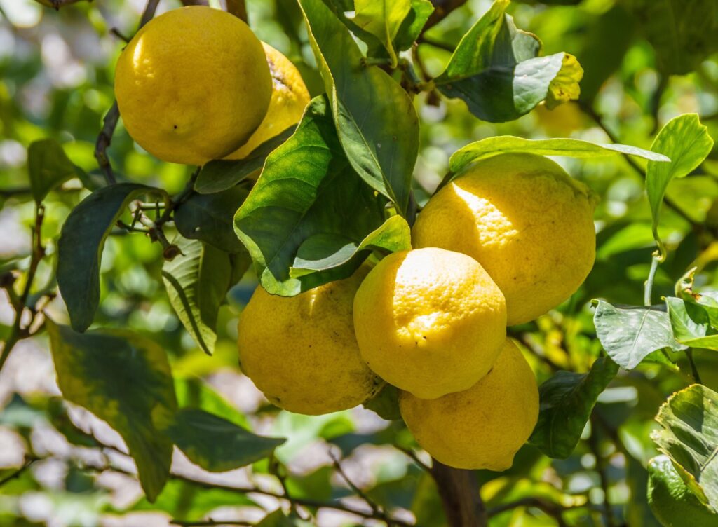 Citromfa gondozása lakásban, kertben, cserépben -