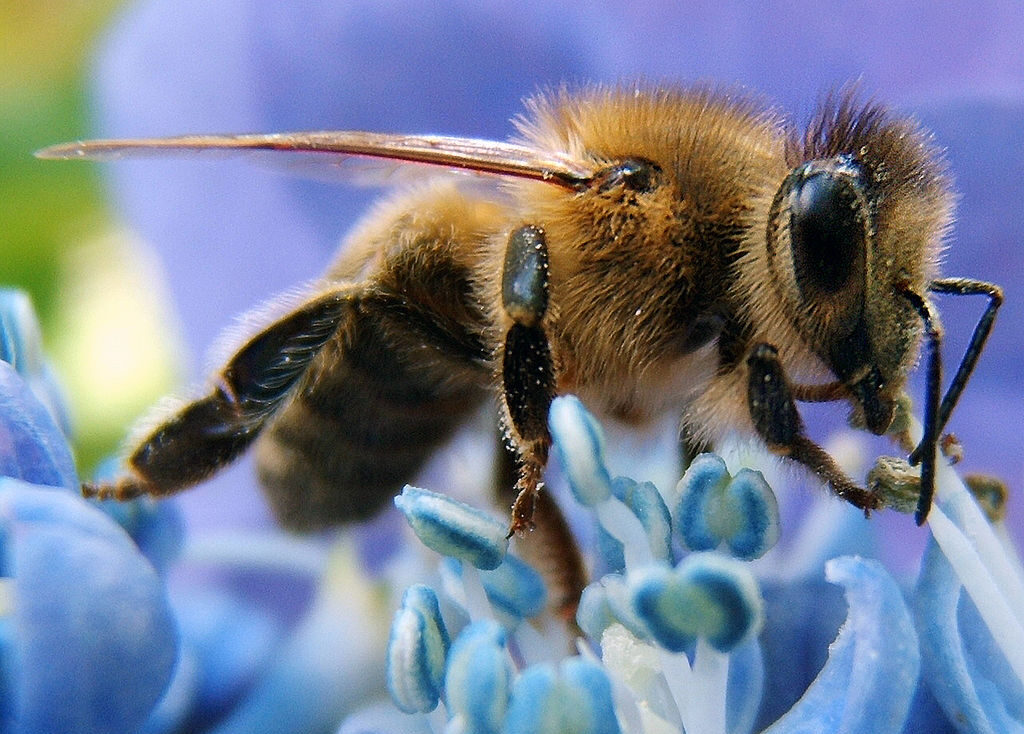 Termelői méz - Hazai méhészet - Ricks, CC BY-SA 3.0 , via Wikimedia Commons