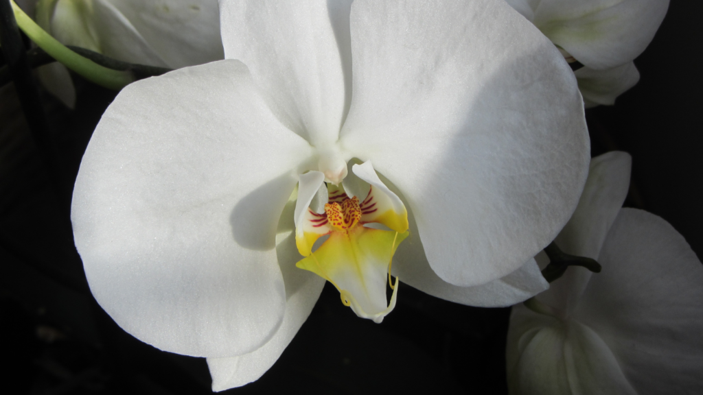 Orchidea - FrancyDB, CC BY-SA 4.0 <https://creativecommons.org/licenses/by-sa/4.0>, via Wikimedia Commons