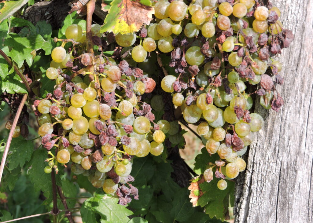 Peronoszpóra ellen, megelezős, tudnivalók. VIEX - Ernest Niedermann, CC BY-SA 4.0 , via Wikimedia Commons