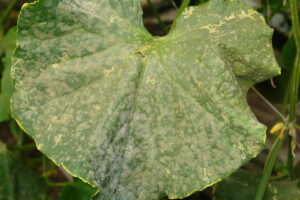 Uborka betegségei - Lisztharmat - DSC05460 powdery mildew cucumber