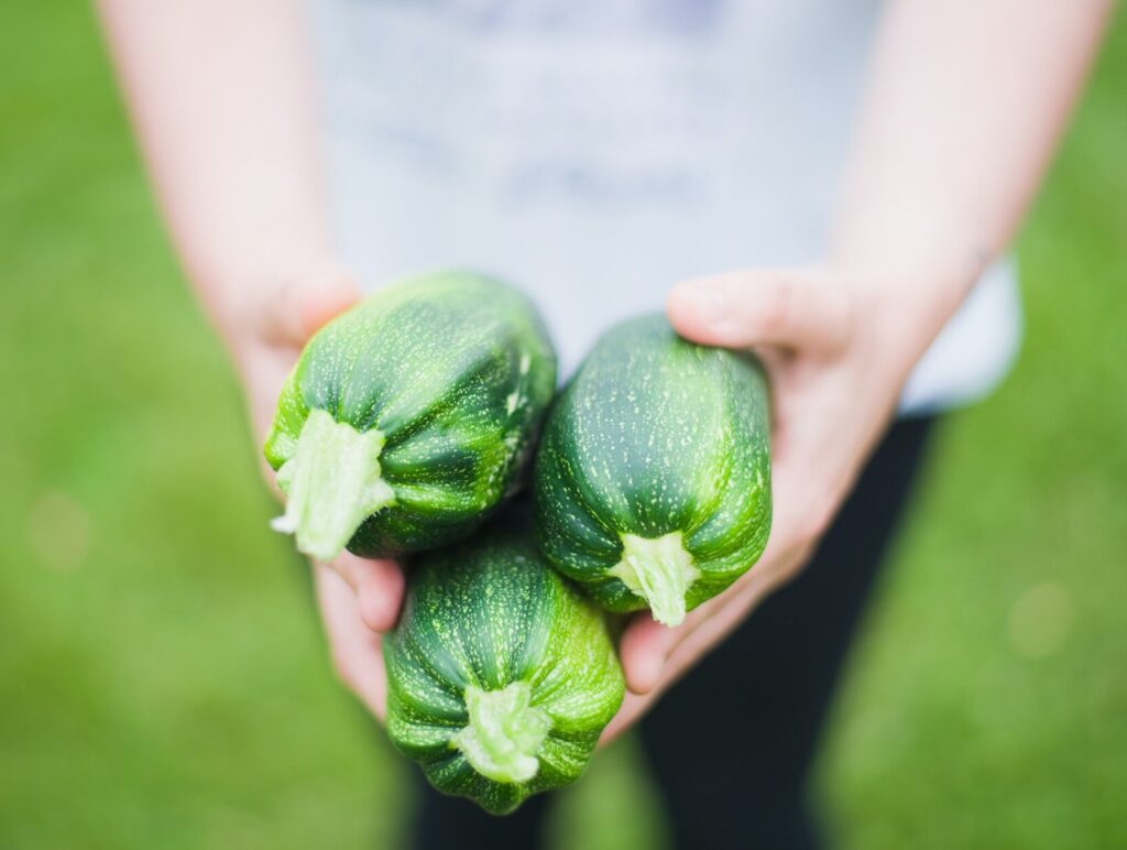 Cukkini betegségei - Hogyan előzzük meg a cukkini betegségeit? Greenman