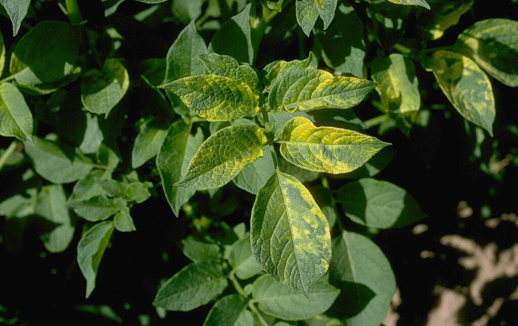 Mozaik vírus a növényeken - Mosaic virus - Howard F. Schwartz, CC BY 3.0 <https://creativecommons.org/licenses/by/3.0>, via Wikimedia Commons
