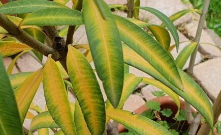 Leander levél sárgulása