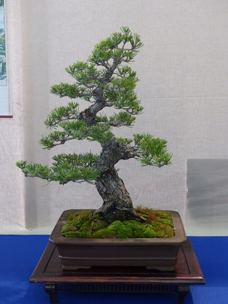 Bonsai fa gondozsa egyszeren - Greenman