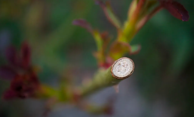 Rózsa virágzás utáni metszése. Ivan Radic - Close-up of the spot were rose plant was cut during pruning