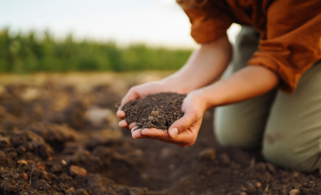 Talajoltás talajoltó baktériumok