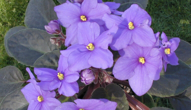 Fokföldi ibolya gondozása