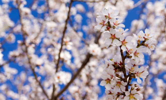 Permetezés virágzás után, forrás: Canva