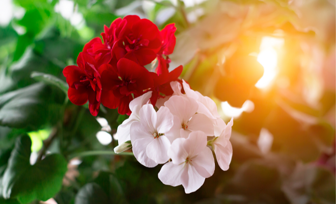 Muskátli teleltetése