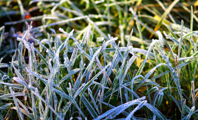 A fű gondozása télen.