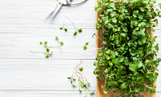 Csírák és mikrozöldek