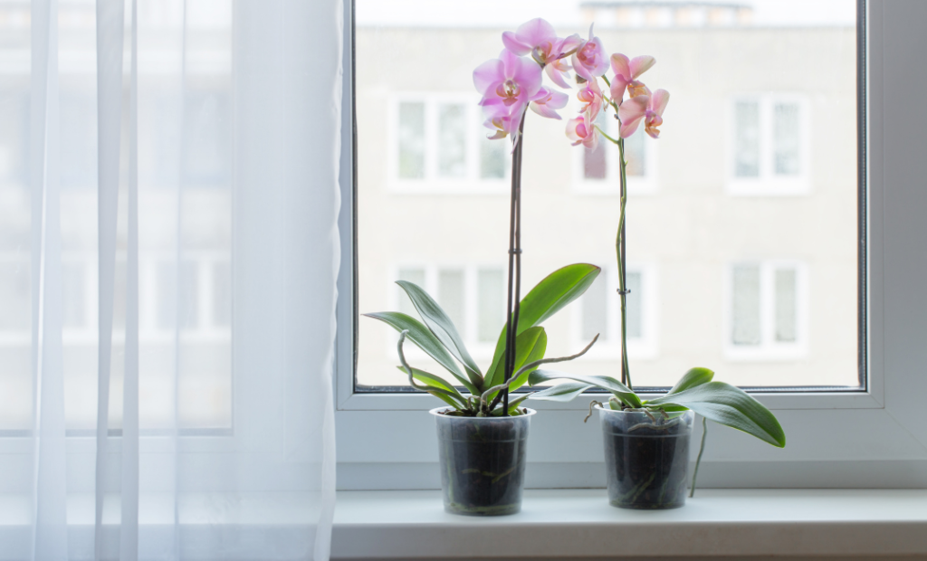 Az orchidea átültetése, gondozása