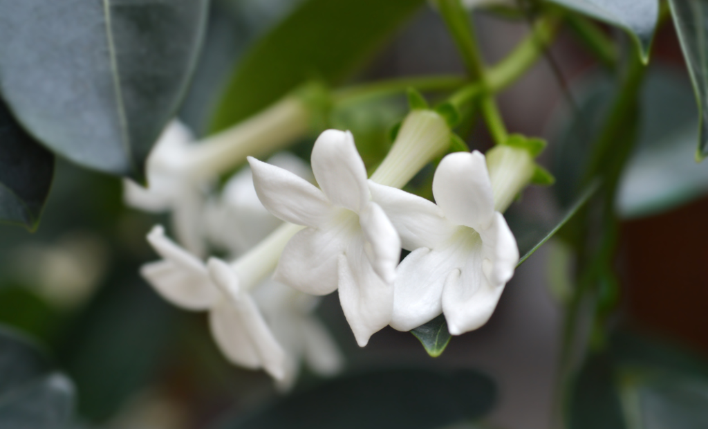 Ékes koszorúfutóka