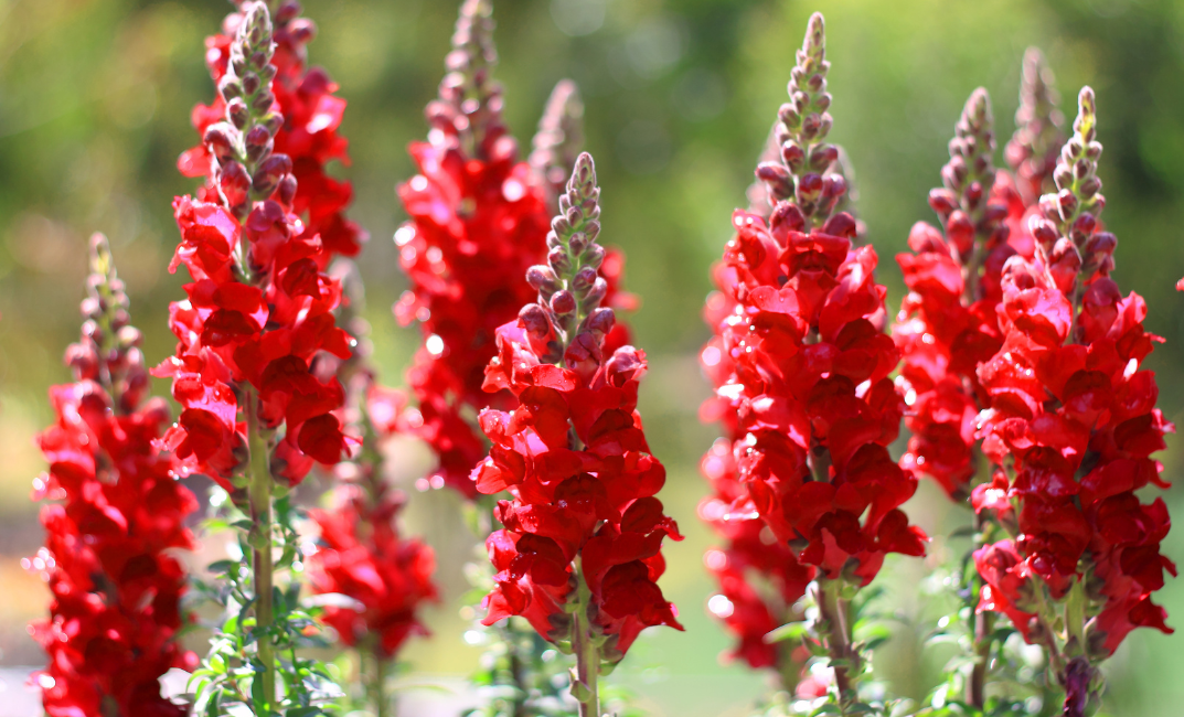 Júniusi kerti teendők - Snapdragons