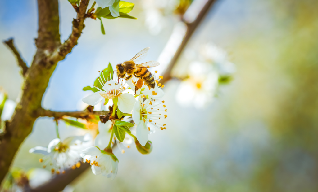 Méhbarát kert egynyári növényekkel