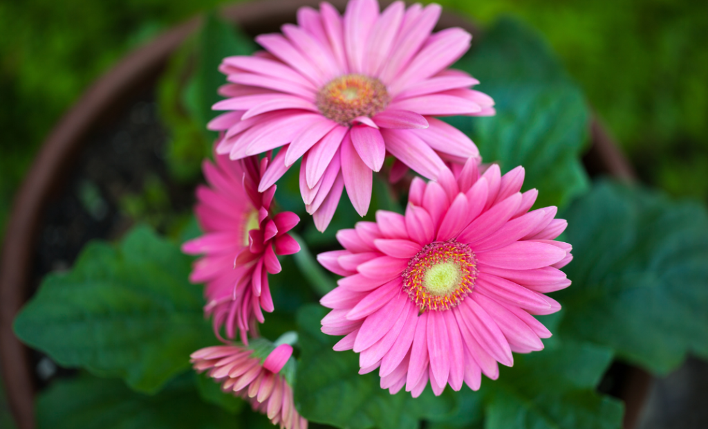 Gerbera