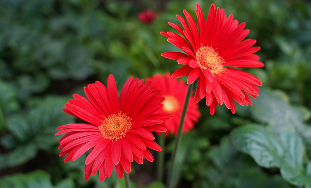 Gerbera