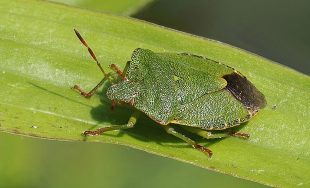 A poloska természetes ellenségei