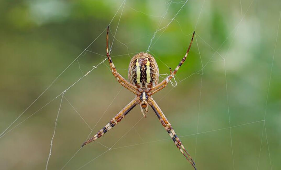 A poloska