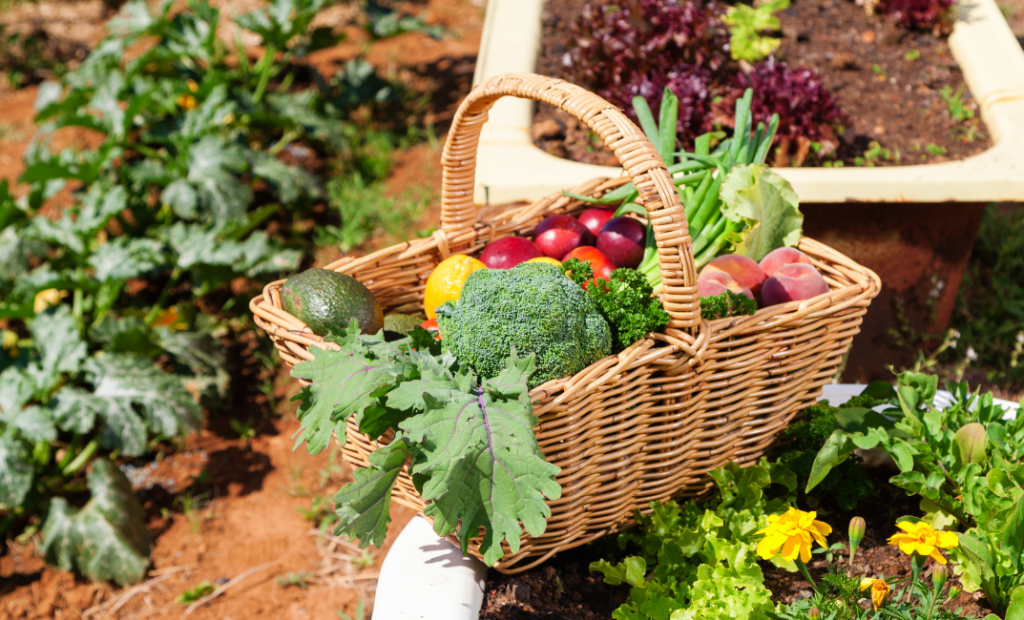 Augusztusi szüretelés