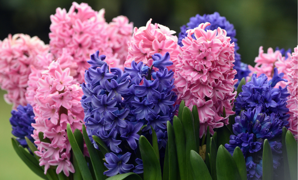 Tavaszi hagymás virágok