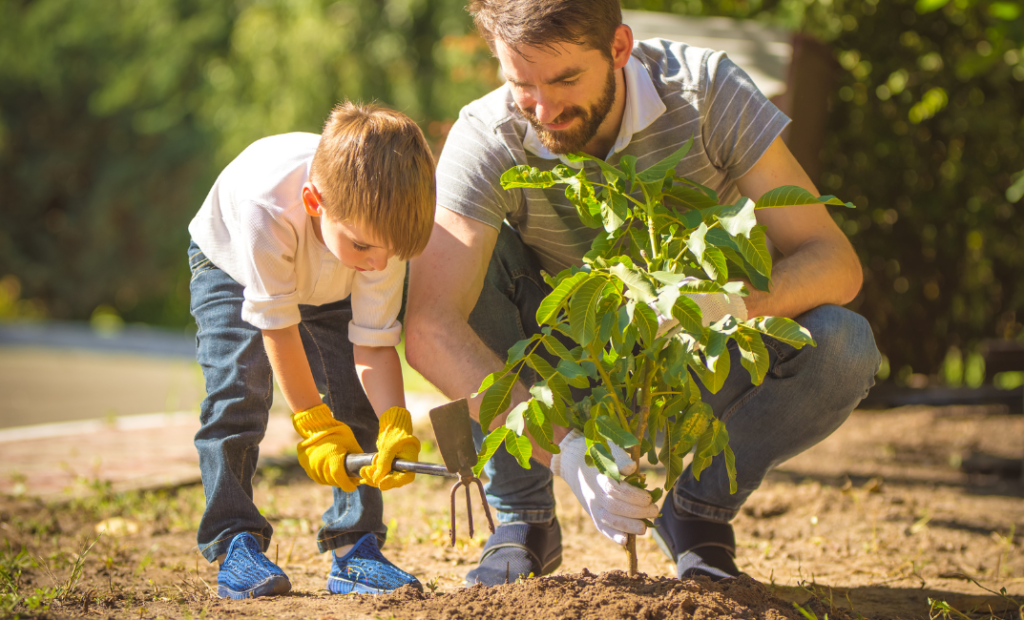 Őszi faültetés kisokos – Mit, mikor és hogyan ültessünk?