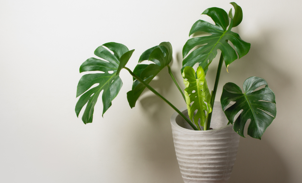 Monstera