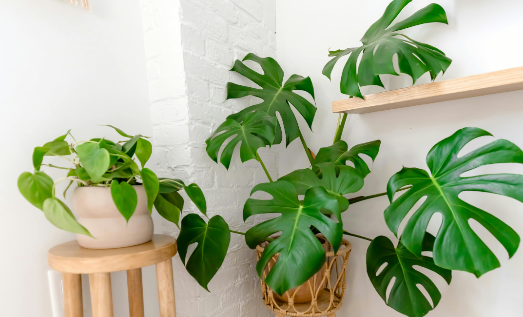 Monstera