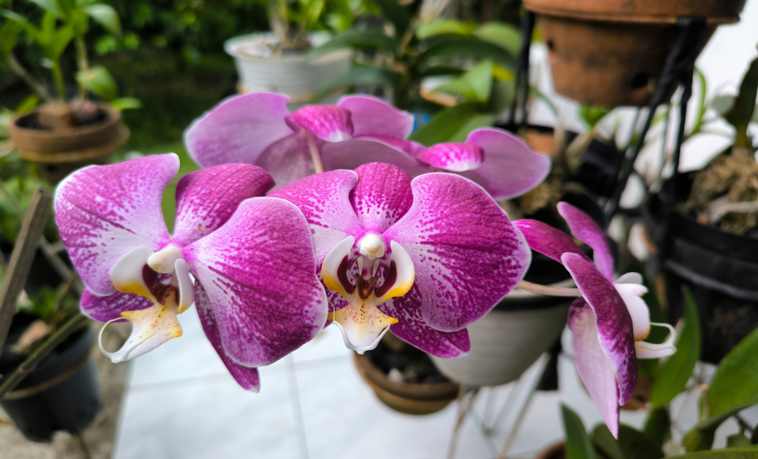 orchidea teleltetése