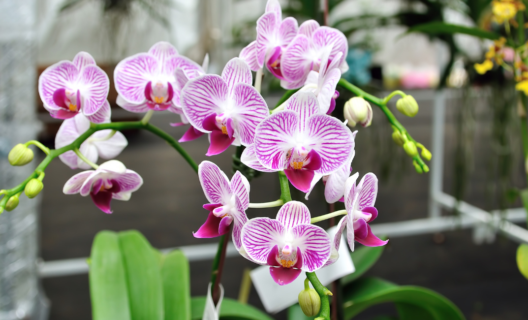 orchidea teleltetése