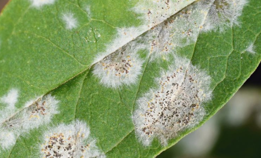 szobanövény betegségek - gombás betegség