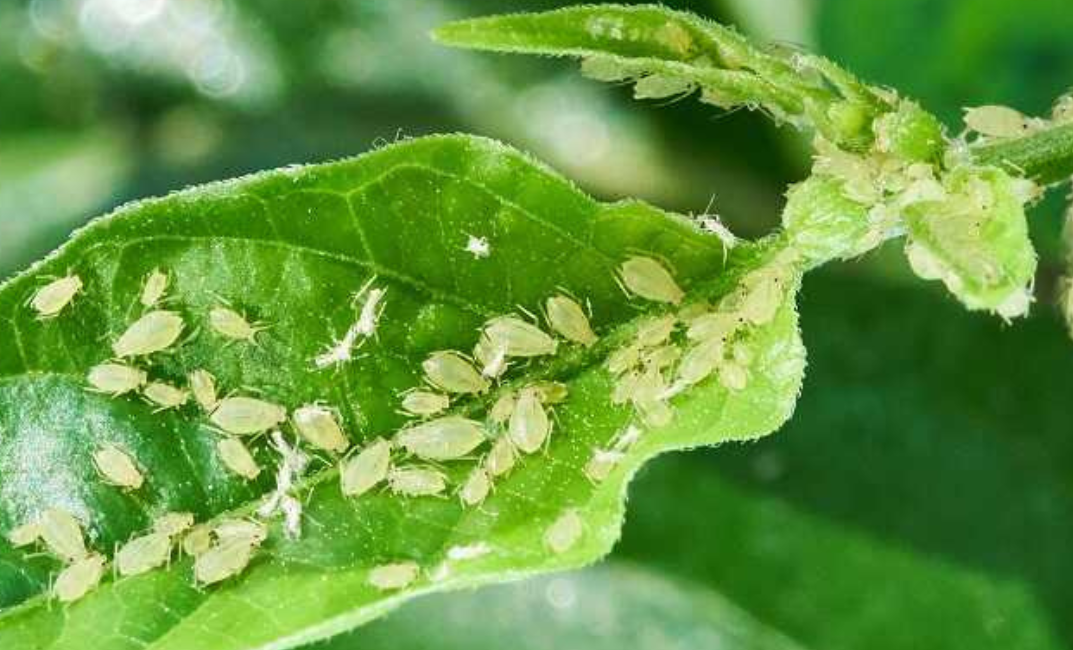 szobanövény betegségek - levéltetű