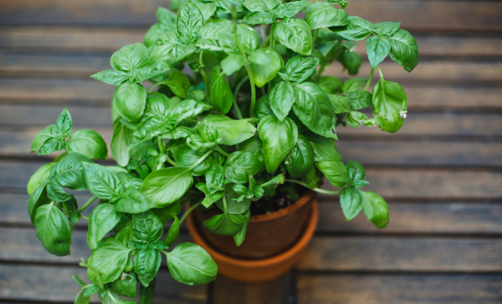 Bazsalikom teleltetése