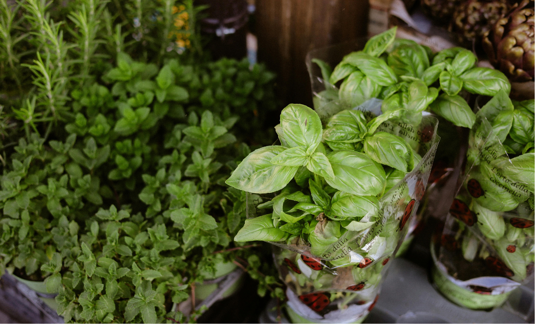 Bazsalikom teleltetése