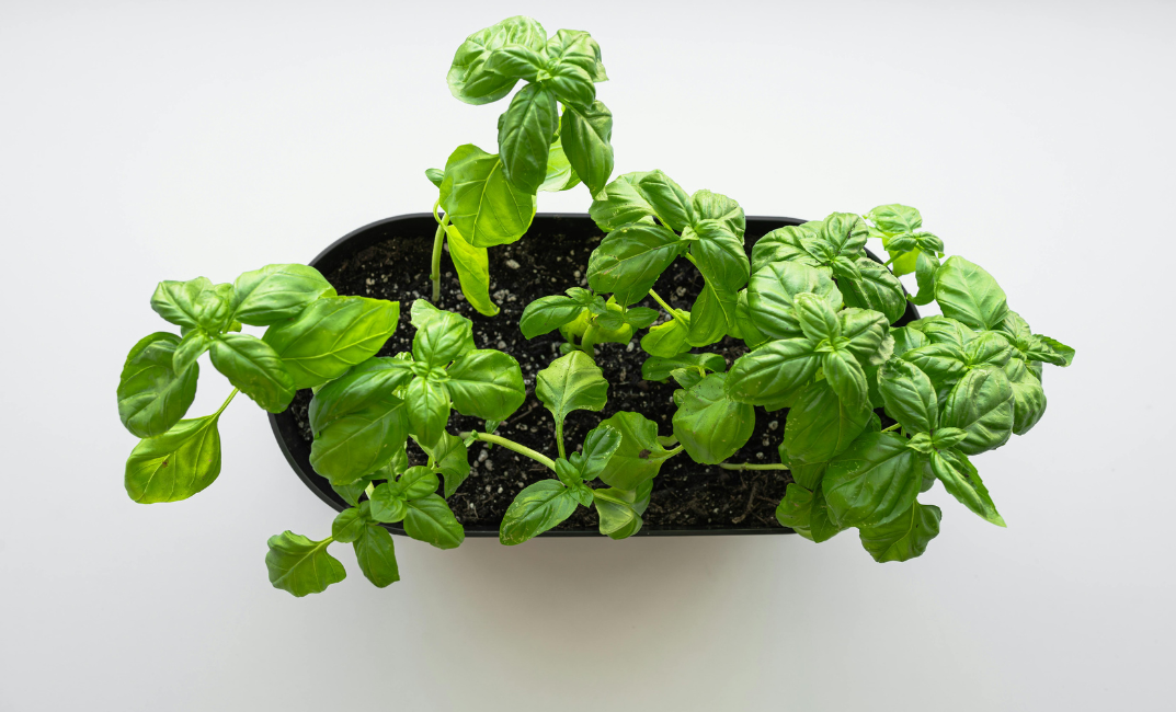 Bazsalikom teleltetése