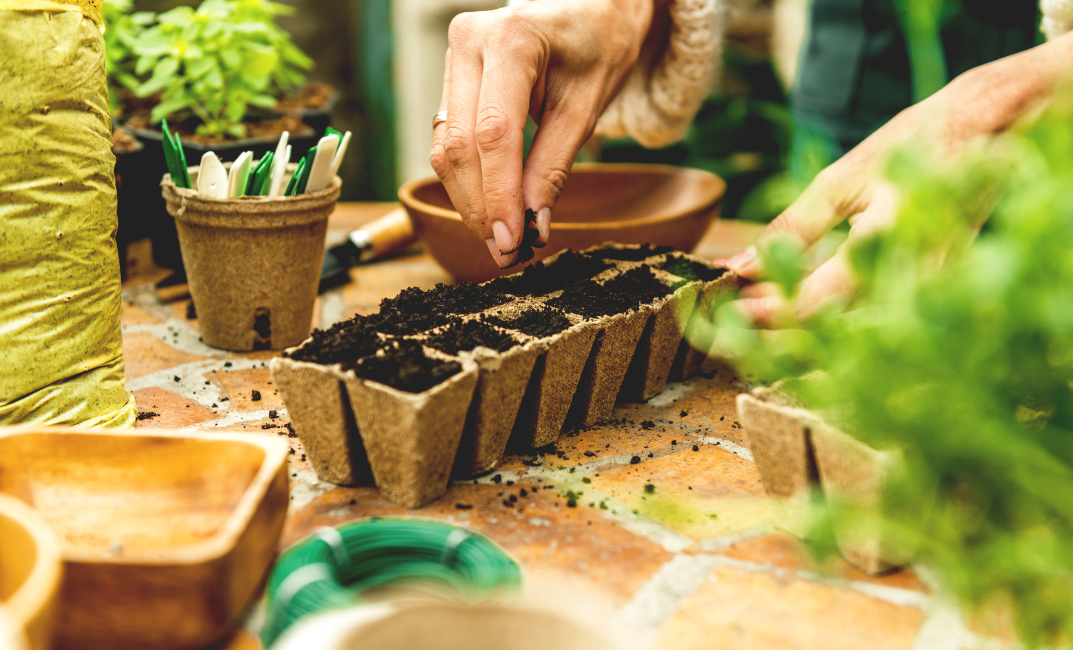 Palántanevelés januárban